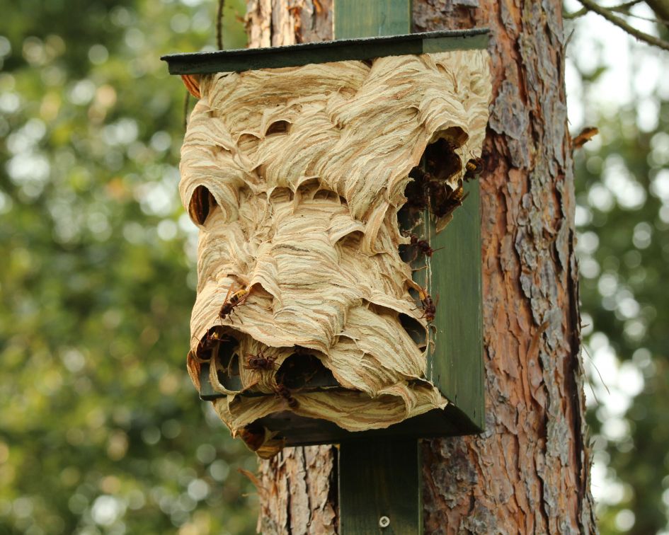 Late nestbouw hoornaars